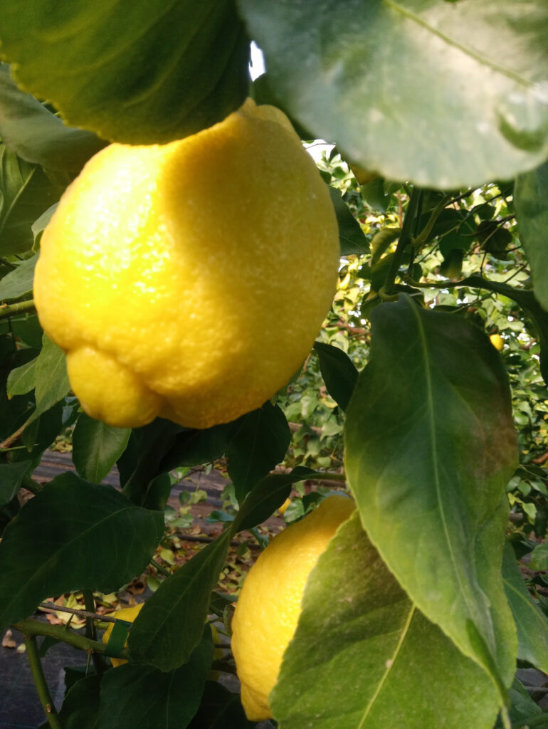 bio citrom a BIO Tóth-Kertészet